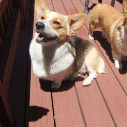 Pembroke Welsh Corgi Puppies from Avalon Farms Pembroke Welsh Corgis