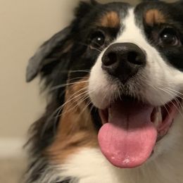 Aussiedoodles from Valley Doodles