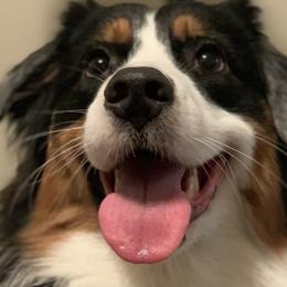Aussiedoodles from Valley Doodles