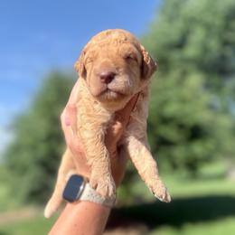 Brown - Apricot male Goldendoodle puppy in Mc Cutchenville, Ohio from Dawn's Doodles