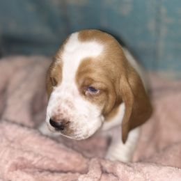 Basset Hound Puppies from Mockingbird Hollow Bassets
