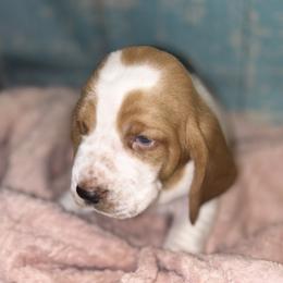 Basset Hound Puppies from Mockingbird Hollow Bassets
