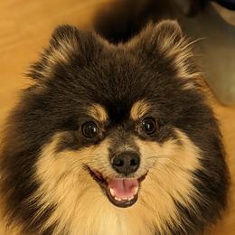 Rue - Pomeranian