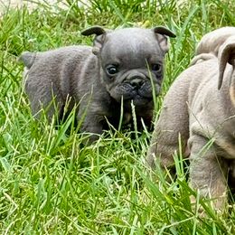 Yankee Doodle - Blue tri-color male Bulldog puppy in Zionsville, Indiana from Midwest Bulldogs