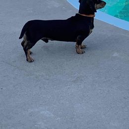 Toby - Dachshund