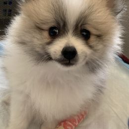 Pomeranian Puppies from Jonna's Poms