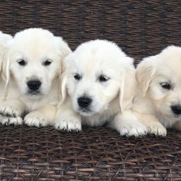 Goldendoodle and Golden Retriever Puppies from Canterbury Canines