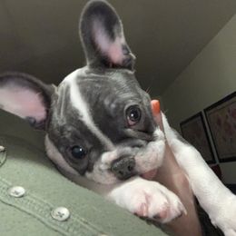 French Bulldog Puppies from De Lux Frenchies