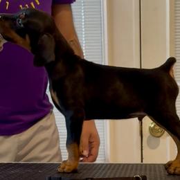 Black collar male - Blue and rust male Doberman Pinscher puppy in Lafayette, Louisiana from Indah Lux Dobermans