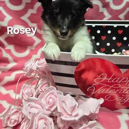 Rosey - Black white and tan female Shetland Sheepdog puppy in Wapello, Iowa from Willow Rayne shelties and more
