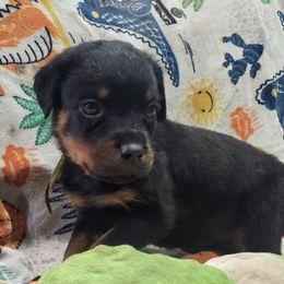 Yellow male - Black and mahogany male Rottweiler puppy in Salem, Oregon from C&C Royal Rottweilers