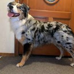 Australian Shepherd All Grown Up from Silvercreek Aussies
