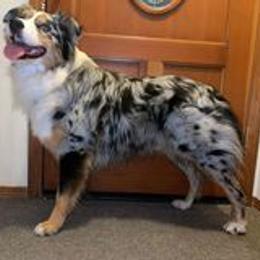 Australian Shepherd All Grown Up from Silvercreek Aussies
