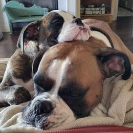Boxers from Gypsy Gold Boxers