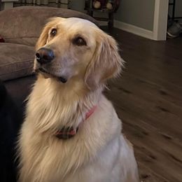 Summer - Golden Retriever