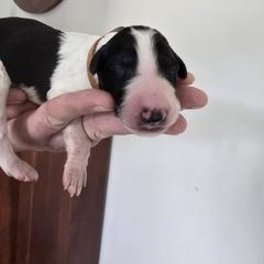 Light Brown Collar - White male Borzoi puppy in Wichita, Kansas from Kaos Kennel