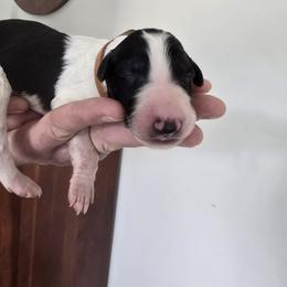 Light Brown Collar - White male Borzoi puppy in Wichita, Kansas from Kaos Kennel
