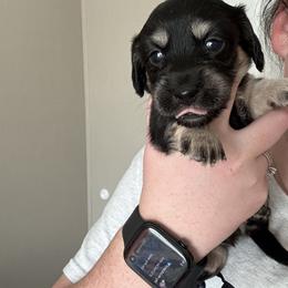 Dachshund Puppies from Crowder Doxies