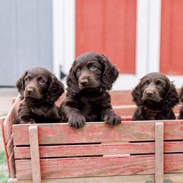 Boykin Spaniel Puppies from Bayhill Boykins