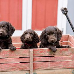 Boykin Spaniel Puppies from Bayhill Boykins