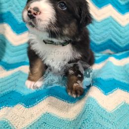 Australian Shepherd Puppies from Whitfarm Aussies