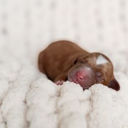 Australian Labradoodle Puppies from Swinging Gate Labradoodles