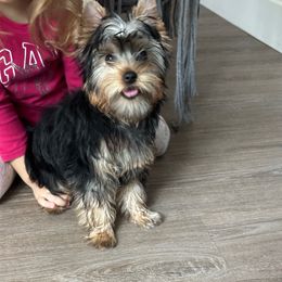 Girl 1 - Black and tan female Yorkshire Terrier puppy in Livermore, California from Ruben & Tatiana’s Yorkshire Terriers