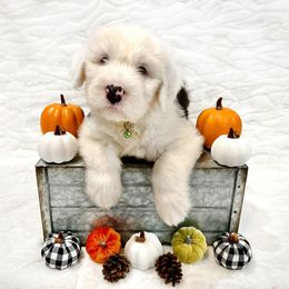 Old English Sheepdog Puppies from Heavinly Blessings Farm Pups - Old English Sheepdog Puppies