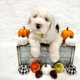 Old English Sheepdog Puppies from Heavinly Blessings Farm Pups - Old English Sheepdog Puppies