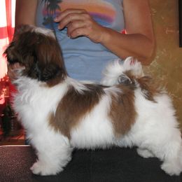 Shih Tzu Puppies from Sapphire Shih Tzu