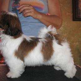 Shih Tzu Puppies from Sapphire Shih Tzu