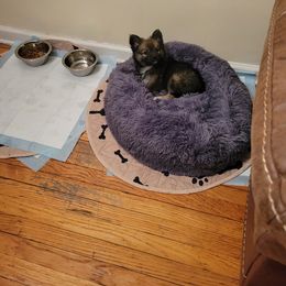 Pomsky Puppies from Urban Sky Kennel