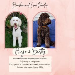 Goldendoodle puppies from Bourbon and Lace Doodles