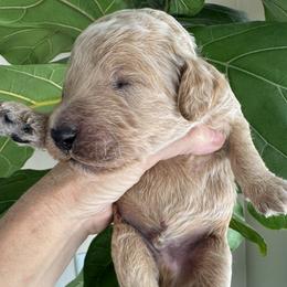 Boy 3 - male Goldendoodle puppy in Gilbert, Arizona from DogHouse Doodles