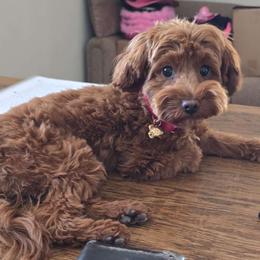 Cavalier King Charles Spaniel, Cavapoo, Goldendoodle, and Poodle All Grown Up from Harvest Creek