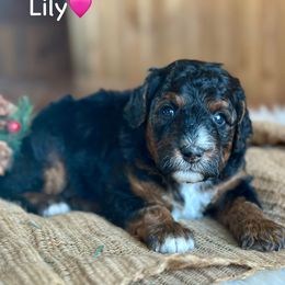 Lily - Black tri-color female Aussiedoodle puppy in Lancaster, Minnesota from Finney Ranch
