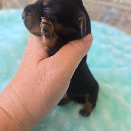 Scout - Black and tan male Dachshund puppy in West Haven, Utah from Doxie Trails LLC