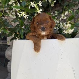 Daisy - Red  female Goldendoodle puppy in Battleground, Washington from Doodles Delight PNW