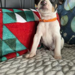 Rat Terrier Puppies from The Puppy Patch Rat Terriers
