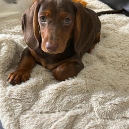 Dachshund puppies from Jae’s Puppy House