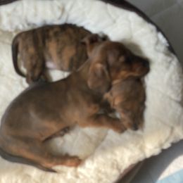 Dachshund Puppies from Bella’s Puppies
