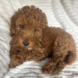 AKC black collar - Red  male Poodle puppy in Dallas, Georgia from West Cobb Dogs