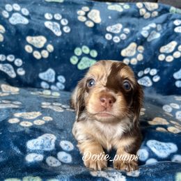 Spotty - Dapple Dachshund puppy in Perris, California from Doxie_pupps