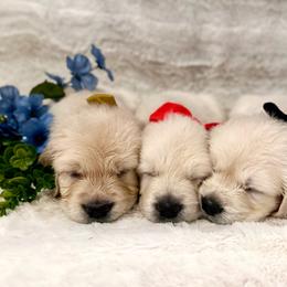 Mr. Shark - Light golden male Golden Retriever puppy in Midlothian, Texas from Brightest Days