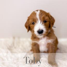 Toby - Red  male Goldendoodle puppy in Melba, Idaho from KZ Doodles