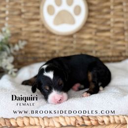 Daiquiri - Tri-color female Bernedoodle puppy in Murrieta, California from Brookside Bernedoodles