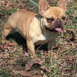 Bizz - French Bulldog