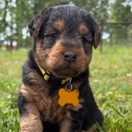 Girl 1 - Black and tan female Welsh Terrier puppy in West Plains, Missouri from Sycamore Ridge Puppies