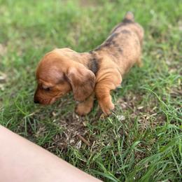Chandler - Dapple male Dachshund puppy in West Cleo, Oklahoma from 4L Doxies