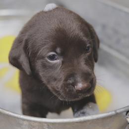 Labrador Retriever Puppies from AGL Retrievers